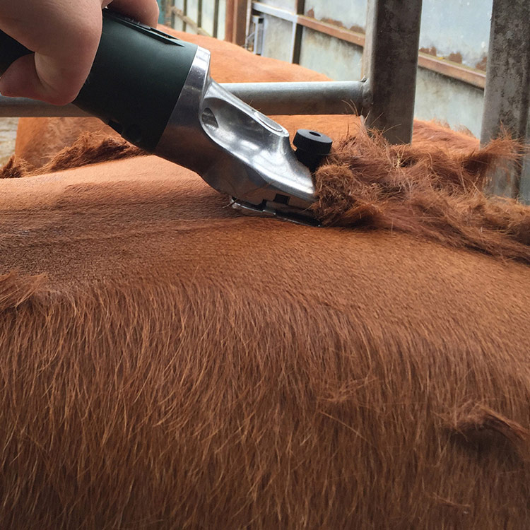 cow-clippers.jpg