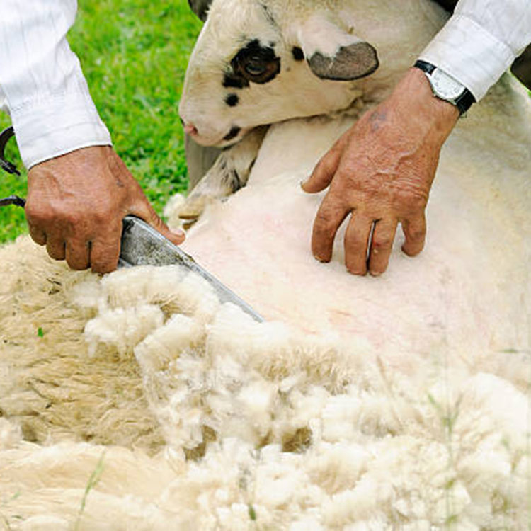 sheep-shearing.jpg